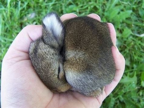 Baby Bunny Is Sleeping Teh Cute