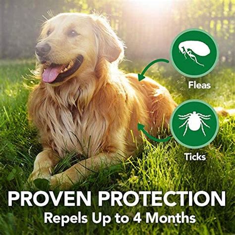 Top 10 Best Remedy For Ticks On Dogs You Need To Know