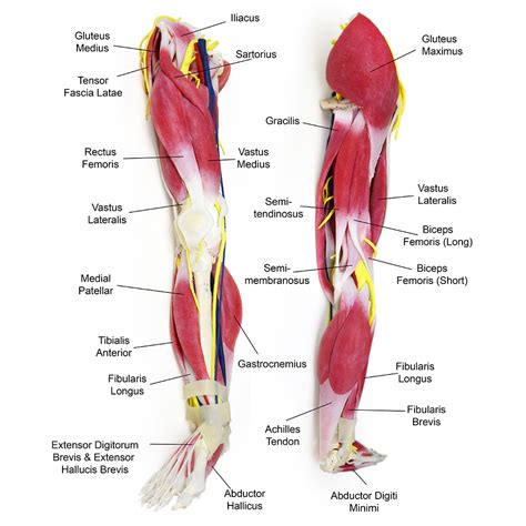 Most of the leg skeleton has bony prominences and margins that can be palpated. SynTissue® Leg | SynDaver
