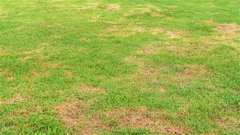 Tell The Difference Between Dead And Dormant Zoysia Grass With This