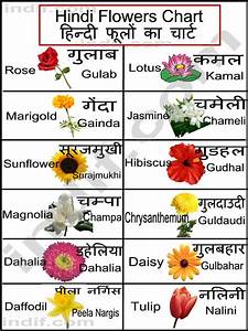 Md Tanvir Alam Flower Name