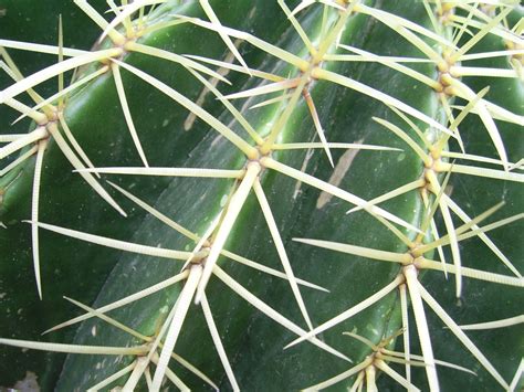 Free Images Prickly Sharp Needle Growth Desert Flower Dry