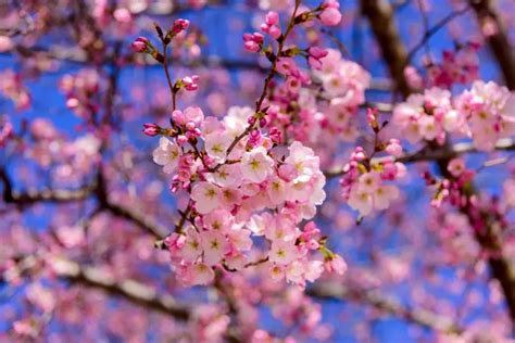 Cherry Trees Vs Cherry Blossoms Are They One And The Same The
