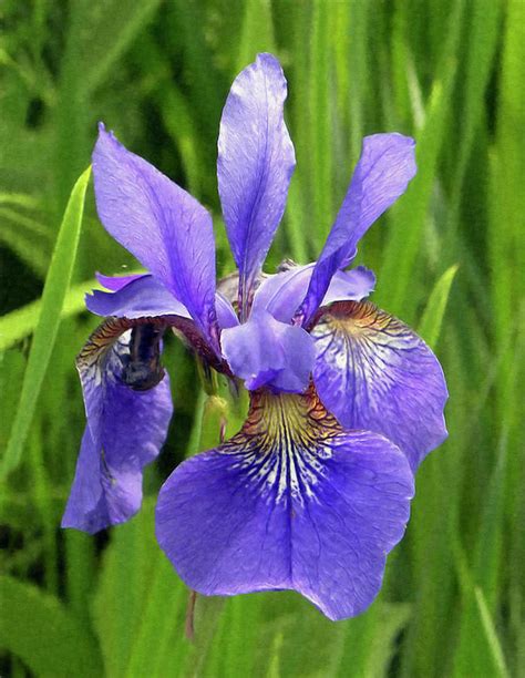 Purple Iris Flower Painted Digitally Photograph By Sandi Oreilly Pixels