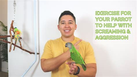 Parrot Exercise Tips To Help With Screaming And Aggression Get All That