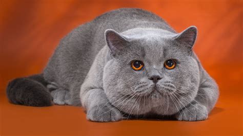 British Cat British Blue Cat British Shorthair Cat Portraits