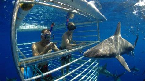 showing item 1 of 5 pair of men in a shark cage with sharks swimming close by on oahu hawaii