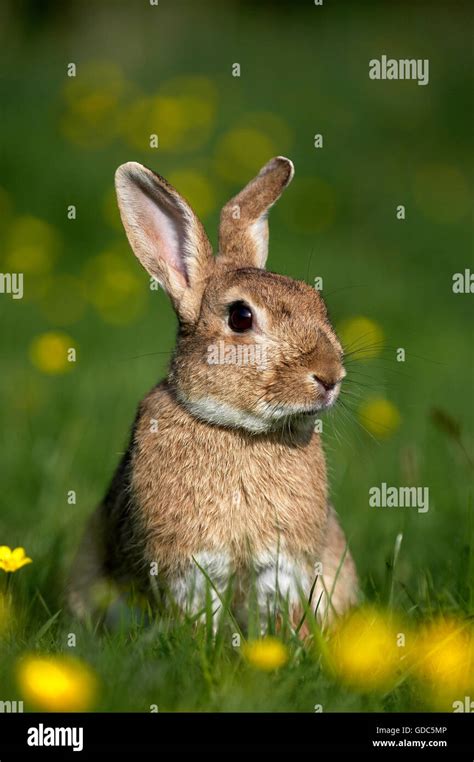 Oryctolagus Cuniculus Portrait Hi Res Stock Photography And Images Alamy