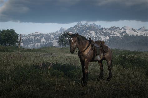 Red Dead Onlines Horses Have A Dark Jealous Energy Polygon