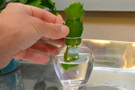 In general, cactus soil is designed to mimic a cactus' natural environment, which is typically dry and nutrient poor. Christmas Cactus Cuttings: How to Grow Roots in Water | eHow