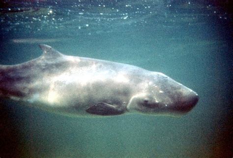 Pygmy Sperm Whale Alchetron The Free Social Encyclopedia