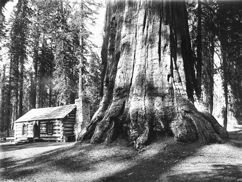 Located in yosemite west, this cabin is 0.3 mi (0.5 km) from yosemite national park and 2.9 mi (4.6 km) from sierra national forest. File:A log cabin dwarfed by a Big Tree in Mariposa Grove ...