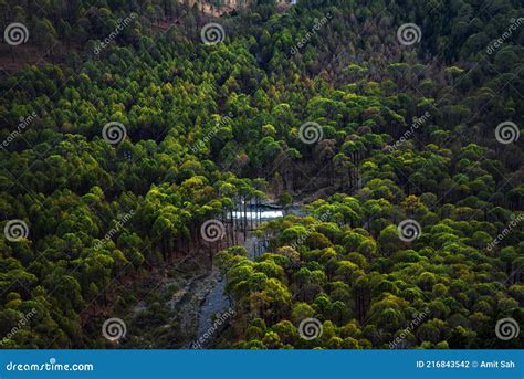 Forest Uttarakhand India Stock Photo Image Of Valley 216843542