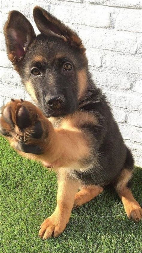 Questo cane è sicuramente un cane di taglia grande e dalla struttura leggermente allungata; Pastore tedesco: carattere, salute, cuccioli e allevamento ...