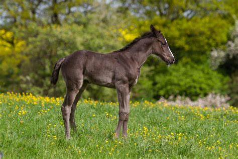 Black Warmblood Foal By Luda Stock On Deviantart