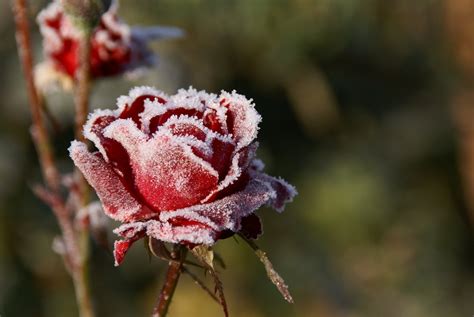 Frozen Rose Free Photo Download Freeimages