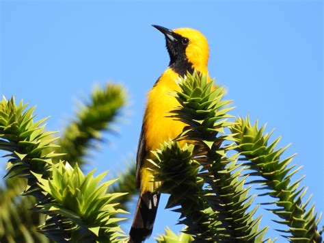 Heres An Easy Guide To Start Birdwatching In Southern California