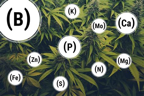 Nitrogen deficiency causes a decrease in the synthesis of amino acids and, consequently, of proteins, resulting in reduced growth and accumulation of nonnitrogen metabolites, promoting greater availability of photoassimilates to be used in the synthesis of compounds of secondary metabolism, ascorbic acid. How To Prevent And Fix Every Cannabis Nutrient Deficiency ...