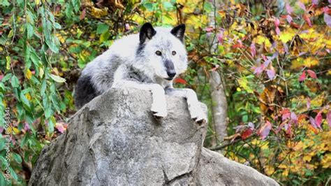 Video Stock A Northern Rocky Mountain Gray Wolf Canis Lupus Irremotus