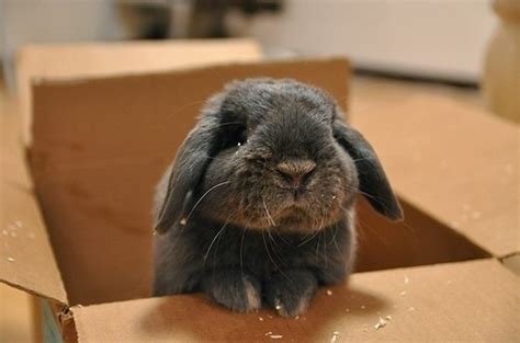 20 Cute Bunny Pictures Part 2 Amazing Creatures