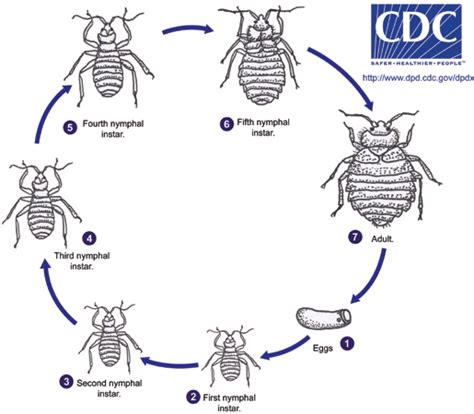 Bed Bug Life Cycle Stage Of Bed Bug Development General Information