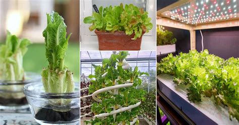 Ways To Grow Lettuce Indoors Year Round Balcony Garden Web