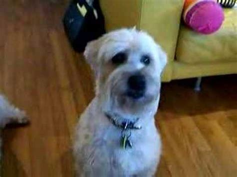 At 17 weeks aidan was 23 lbs and this week. Martha the Wheaten Terrier Speaks - YouTube