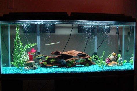 55 Gallon Fish Tank For Turtles