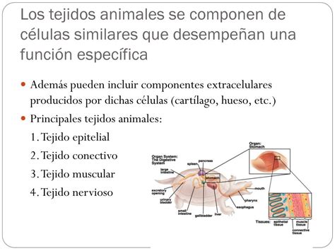 Ppt Tejidos Animales Powerpoint Presentation Free Download Id2261795