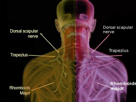 Anatomy Shoulder And Upper Limb Dorsal Scapular Nerve Article