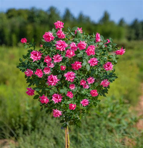 Pink Knock Out Rose Tree Loads Of Bubble Gum Pink Blooms — Plantingtree