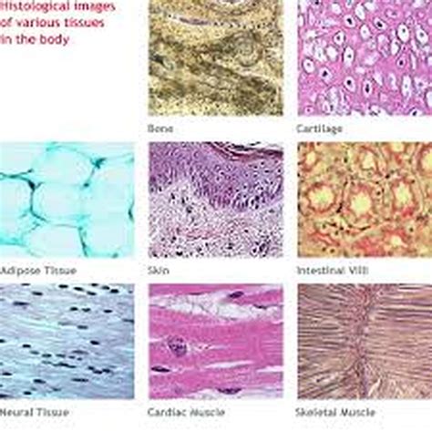 Chapter 3 Epithelial And Connective Tissues 2 Tissues Groups Of Images
