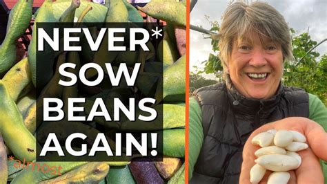 how to grow beans year after year perennial runner beans youtube