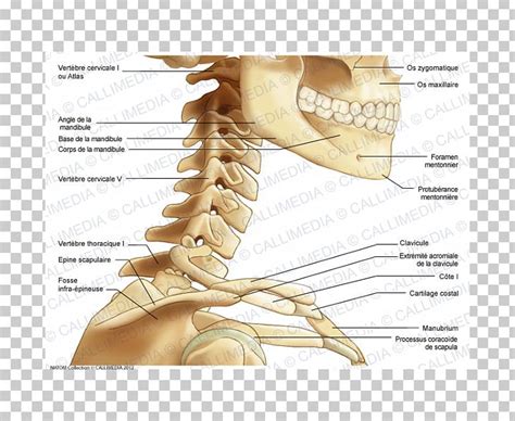 The infrahyoid neck is the region of the neck extending from the hyoid bone to the thoracic inlet. Neck Thumb Bone Human Anatomy PNG, Clipart, Anatomy, Arm ...