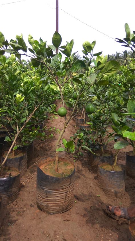 Mosambii Plant फल का पौधा फलों के पौधे फ्रूट प्लांट फ्रूट प्लांट्स In Rajahmundry Sri