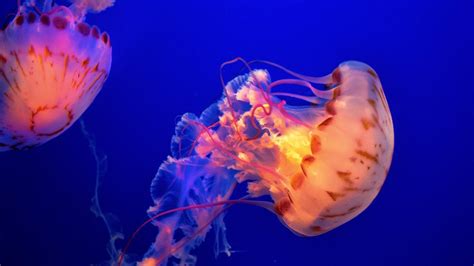 One of jellyfish's biggest predators is other jellyfish. What Are Some Predators of the Jellyfish? | Reference.com