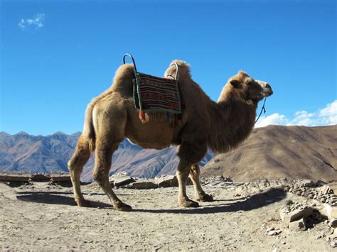 Bactrian camel has long, triangular face and big, flat footpads which facilitate movement across rough, rocky terrains and sand. Camel Pictures and Facts: Bactrian Camels