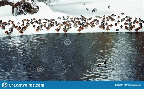 Ducks Standing On The Snowy Coast Stock Image Image Of Outdoors