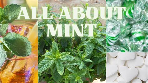 All About Mint Youtube