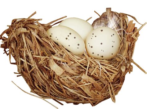 Nest Png Transparent Image Download Size 998x739px