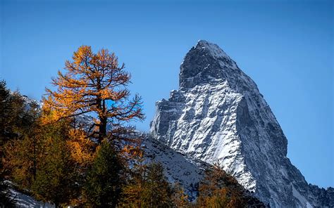 Old Larch In Its Golden Autumn Colours With The Matterhorn In The