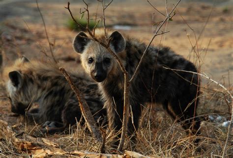 Hyena Pictures And Wallpapers Fun Animals Wiki Videos