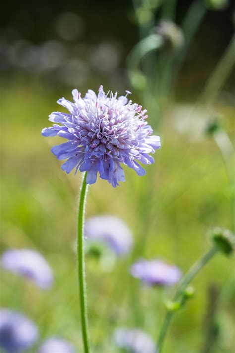 What Is The Most Common Wild Flower In Uk Best Flower Site