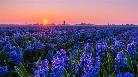 Beautiful Violet Hyacinths Flowers Field During Sunset 4k Hd Flowers