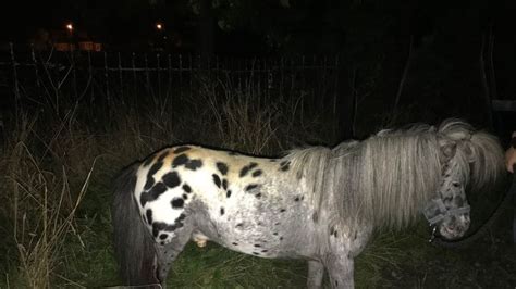 Shetland Pony Put Down After Being Stabbed And Slashed In Sunderland