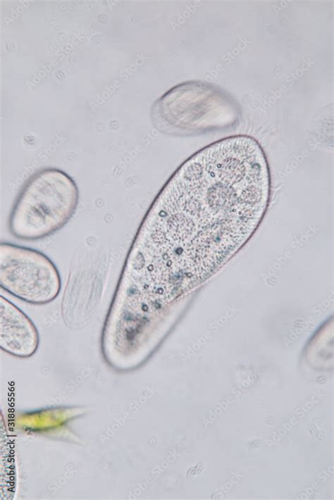 Paramecium Caudatum Is A Genus Of Unicellular Ciliated Protozoan And