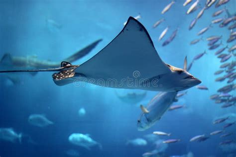 Huge Manta Ray Flying Into A Swarm Of Other Fish Stock Photo Image Of