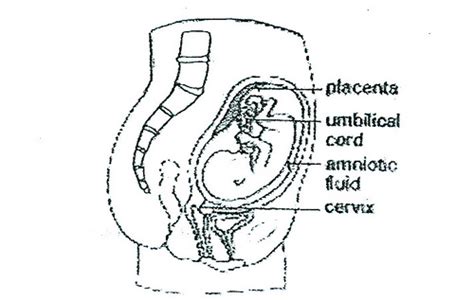 Diagram Adult Umbilicus Diagram Mydiagramonline