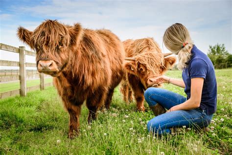 Where To See Highland Cows In Scotland Visitscotland