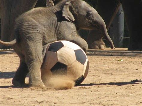 Everyone In Cameroon Has World Cup Fever Elephant Asiatic Elephant